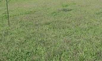 Imagem 5: T.e - Vende-se terrenos com negociação facilitada