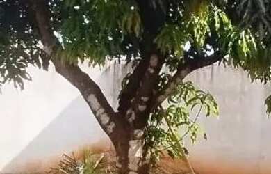 Imagem 16: Big 39 - Jauá 3/4