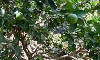 Imagem 7: Terreno com água e energia,5 hectares,28 km Major Prates!!Permuta por casa!!