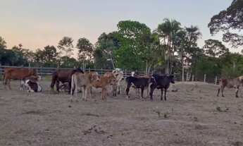 Imagem 5: Fazenda 700 x 2.000 em Autazes 1.500.010,00