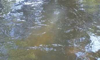 Imagem 7: CHACARA 01 ALQUEIRO CULTURA MUNICIPIO SAO FRANCISCO