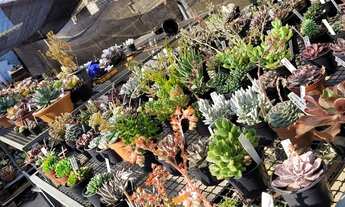 Imagem 3: Vendo Floricultura/Garden