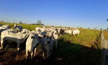 Imagem 2: Vendo Fazenda 142 alqueires Ji-Paraná/RO