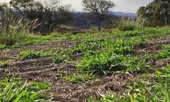 Imagem 6: Lote/Terreno para venda tem 500 metros quadrados em Centro - Atibaia - SP
