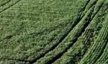 Imagem: Fazenda em Primavera do Leste-MT ! 3400