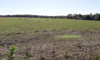 Imagem 2: Fazenda 110 alqueires 67 km de Porto Nacional T0