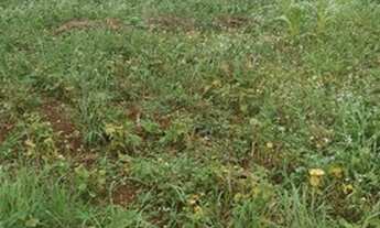 Imagem 2: Vendo terreno em Santa Tereza do Oeste