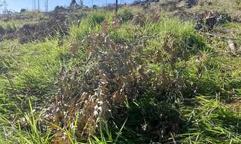 Imagem 5: ITerreno para Morar ou Lazer 500m² em Ibiúna