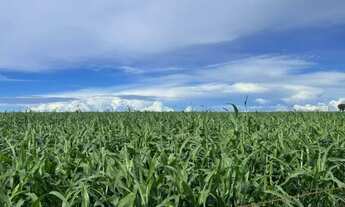 Imagem 7: Fazenda Modelo de 371 Hectares em Acreúna Goiás, Lavoura!!!