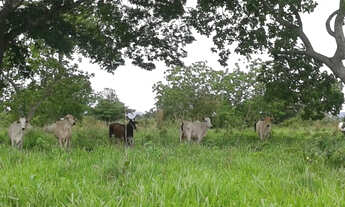 Imagem 2: Goias-GO Município Nova Roma Vendo Fazenda