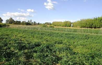 Imagem 6: Núcleo Rural Alexandre Gusmão, Gleba 2, Ch 118, Ao Lado Da Igrejinha 16 Hectares