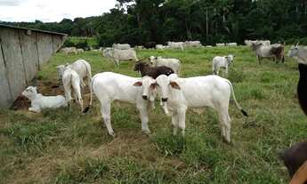 Imagem 3: Venda Fazenda-153 alqueires-Casa-Pasto-Contriguaçu-Mato Grosso