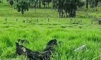 Imagem 7: Fazenda com 120 hectares a 20 km de Rorainópolis a 3 km da BR-174, 55 hectares de pasto