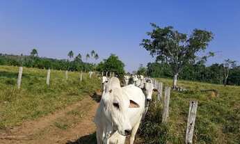 Imagem 4: Vendo Fazenda 142 alqueires Ji-Paraná/RO
