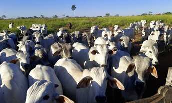 Imagem 3: Vendo Fazenda 142 alqueires Ji-Paraná/RO