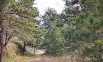 Imagem 6: Terreno à venda, 1624 m² por R$ 210.000 - Alto da Boa Vista - Campos do Jordão/SP