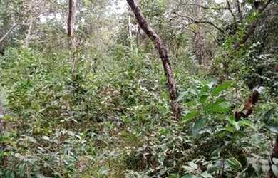 Imagem 4: Terreno 65.000m², as margens do Rio das Velhas, Jaboticatubas