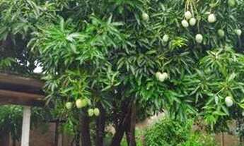 Imagem 7: Vende-se casa Planaltina-DF 2 quartos sozinha casa 100 m2 lote 200m2 100mil