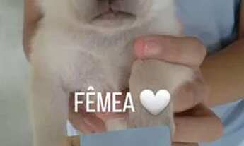 Imagem 3: Adoção Responsável