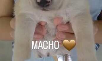 Imagem 4: Adoção Responsável