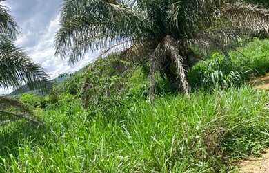 Imagem 3: Arrendo fazenda 32 alqueires toda formada brachiaria