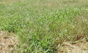 Imagem 3: Grande oportunidade em Marechal Floriano!