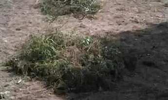 Imagem: Vende-se terreno na fazendinha são José