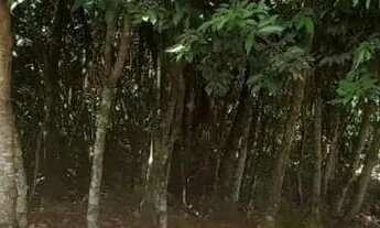 Imagem 4: Sítio em MG 432 KM 15.7 - Caracóis de Baixo - Esmeraldas/MG