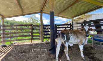 Imagem 6: Chácara c/ 3 alqueires , Porteira fechada 6 km de Abadiânia - GO, aceita imóveis em Anápol