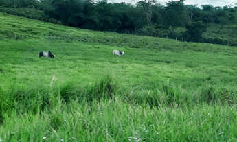 Imagem 4: Fazenda próximo BR 324 localizada em Terra Nova