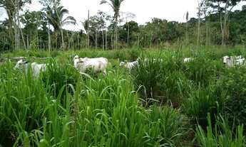 Imagem 4: Venda Fazenda-153 alqueires-Casa-Pasto-Contriguaçu-Mato Grosso