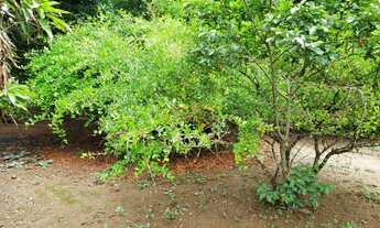 Imagem 2: Sítio em Edilândia GO