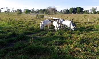 Imagem: Vendo Fazenda 142 alqueires Ji-Paraná/RO