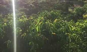 Imagem 3: Venda-se está chácara de 1.000 M2 na Santa Fé Municipal de Cachoeiro de Itapemirim/ES