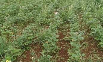 Imagem 3: Vendo terreno em Santa Tereza do Oeste