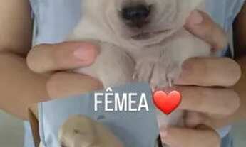 Imagem 2: Adoção Responsável