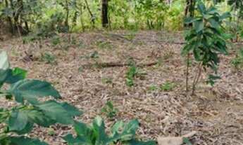 Imagem 5: Chácara/Terreno em Cariacica 4100m² Oportunidade