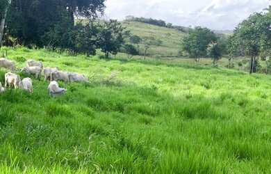 Imagem 3: FAZENDA EM ARAÇÁS - 250 TAREFAS