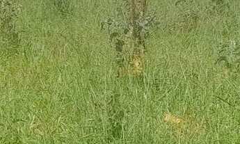 Imagem 2: Lotes 100 Terreno / lote com venda por R$55.000