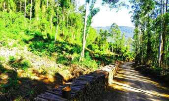 Imagem 2: Sítio / Chácara para Venda em Nova Petrópolis, Arroio Paixão