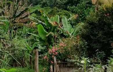 Imagem 6: Terreno em São José de Fruteiras Nova