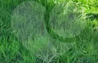 Imagem: Terreno à venda em Altos Do Jaraguá