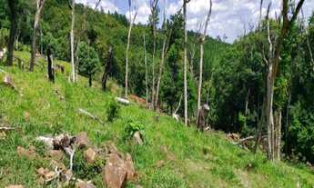 Imagem 6: Sítio 5,0 Hectares - Linha Glória - Rolante - RS