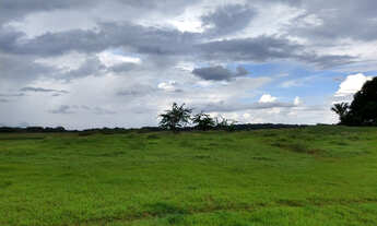 Imagem 5: Tartarugal invest agro madeira 1106 ha