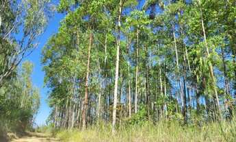 Imagem 7: Fazenda/Sítio/Chácara para venda com 200ha em Zona Rural - Córrego Danta - MG