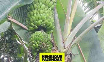 Imagem 5: Fazenda pra soja pertinho de Palmas barro vermelho e plana