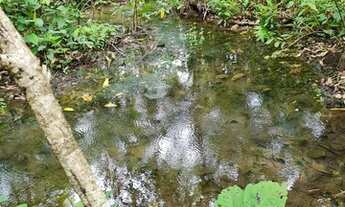 Imagem 2: Chácara 31 ha terra de lavoura, Terenos MS