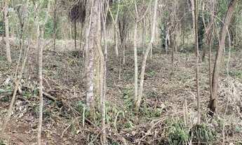 Imagem 4: Terreno para venda com 24.800 m2 em Pedro do Rio - Petrópolis - RJ