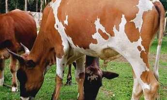 Imagem 4: Vendo Ótima Chácara