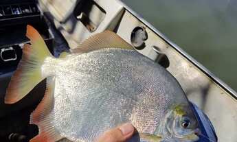 Imagem 5: CHÁCARA A VENDA NO MUNICÍPIO DE MINAS GERAIS